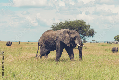 Photography Elephants in the Wild