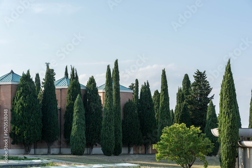 cipressi
