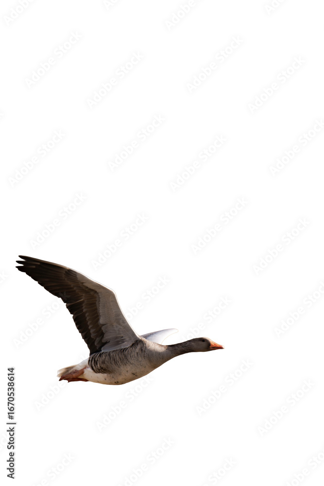 Fototapeta premium Greylag goose (Anser anser) in flight isolated, png with no background.