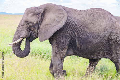 Photography Elephants in the Wild