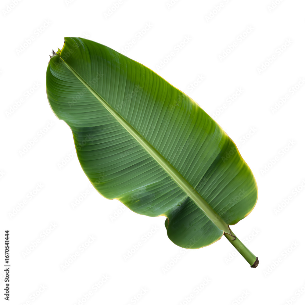 Fototapeta premium Single vibrant green banana leaf isolated on transparent background.