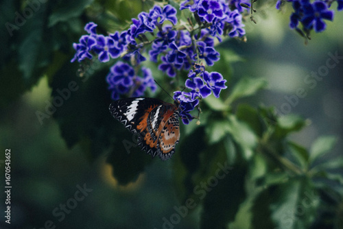 Close-up of a colorful butterfly on purple flowers in a tropical garden. Exotic insect collecting nectar, Koh Phangan island, Thailand. Nature and wildlife photography.