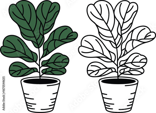 Two potted fiddle leaf fig plants one colored and one outline drawing