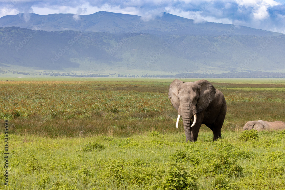 Fototapeta premium Elephants in the Wild