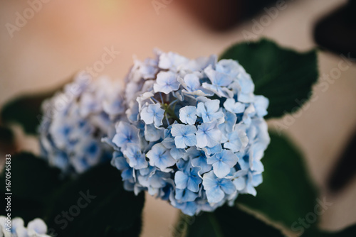 Beautiful light blue hydrangea flower with delicate petals and vibrant green leaves in soft natural light setting