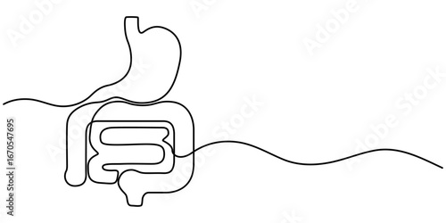 Continuous one line drawing of Human digestive, Single line drawing illustration of Human Digestive. Human anatomical concept vector art. Doodle line illustration. 