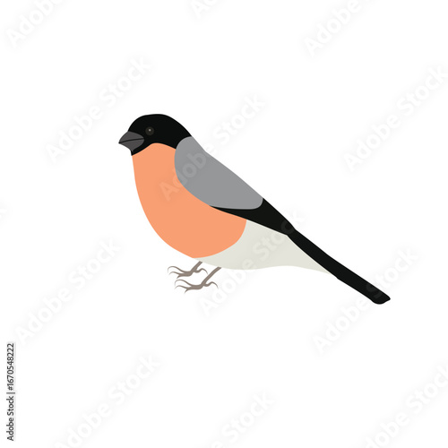 A sitting bullfinch in cartoon style. Vector illustration of a beautiful bullfinch isolated on a white background.