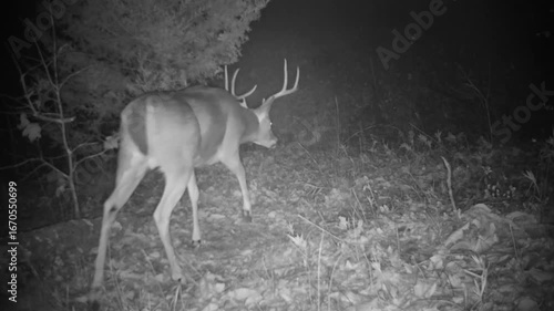 White tailed deer buck with beautiful antlers walking cautiously along a path in the woods on a winter night, in infrared footage