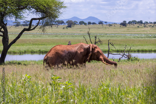 Canvas Print Elephants in the Wild