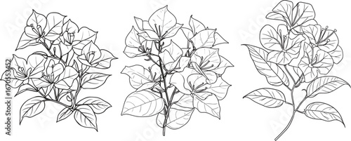 Wallpaper Mural Bougainvillea Line Art Vector Set, Hand Drawn Floral Design Elements, Monochrome Bougainvillea Illustration Torontodigital.ca