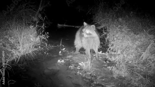 Common raccoon at night, stopping to listen and look around for dangers in the darkness; in infra red footage