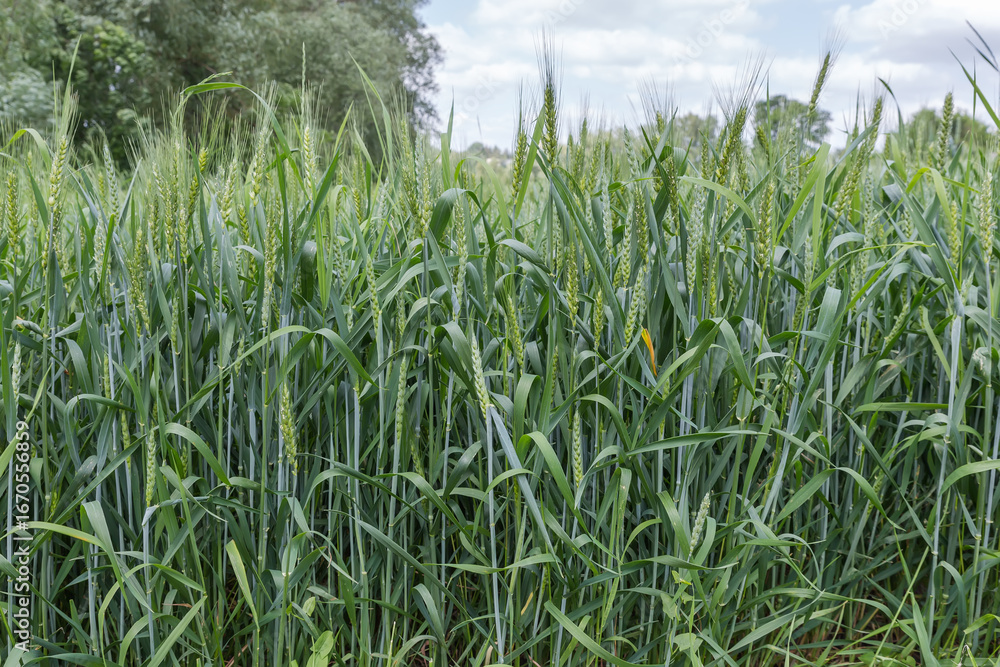 Obraz premium Green wheat in flowering stage on a field