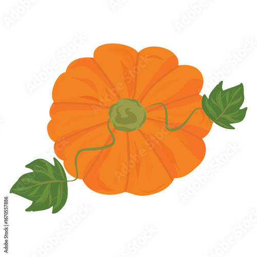 Pumpkin illustration with vine and leaf. Harvest pumpkin vector artwork. Autumn pumpkin produce illustration