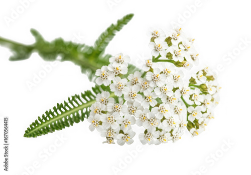 Delicate white yarrow flower cluster isolated on transparent background