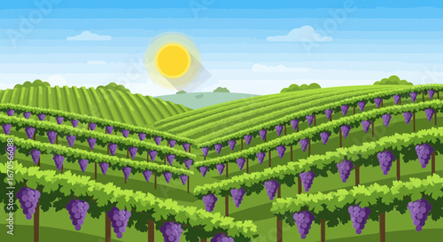 Sunny Day Over Vineyard Landscape With Rows Of Ripe Grapes Ready For Harvest