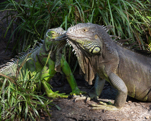 Фотография Male and female green and brown iguanas appear to be kissing as they stand together on brown rocky soil against thick green grass