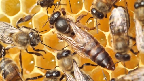 A queen with an egg emerging from her abdomen. 
Rare shot.