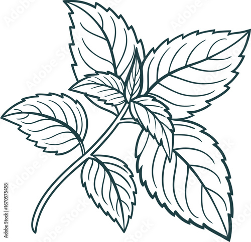 mint herb line art