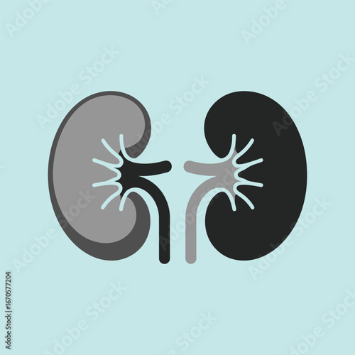 Internal structure of kidney medical illustration with renal arteries and veins