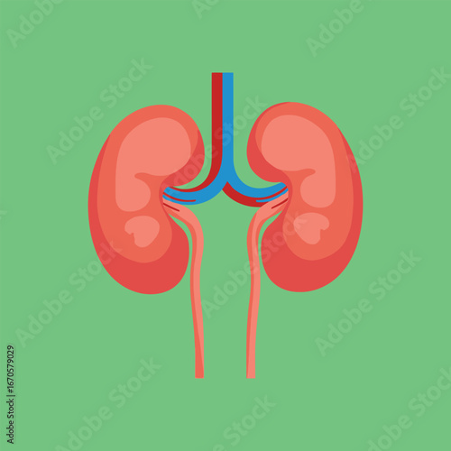 Medical illustration of human kidneys with internal parts for healthcare education