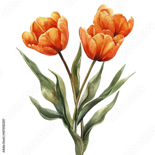 Blooming Tulips, watercolor clipart vector, isolated on a white background.