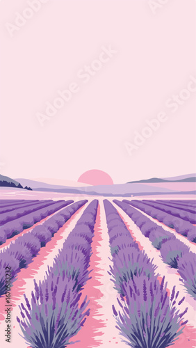 Lavender fields under sunset light