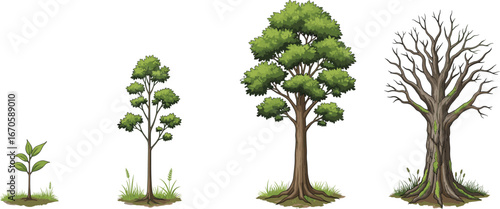 Detailed illustration of tree growth stages from young sapling to mature leafy tree and old moss-covered bare tree.