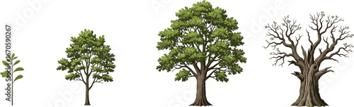 Illustration of tree growth stages: young sapling, growing tree, mature leafy tree, and old bare tree with branches.
