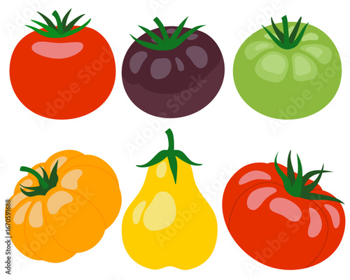 Tomato set. Whole tomatoes in different colors isolated on white background. Vector cartoon illustration. Fresh red Vegetable, Vegetarian, vegan Healthy organic food