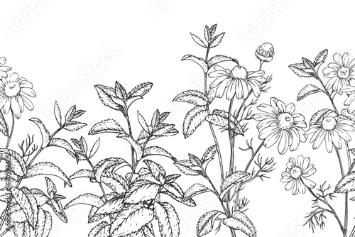 Calming herbs set of vector illustrations hand drawn in ink. Graphic images of chamomile, mint, linden and motherwort. Elements for design of herbal tea and aromatic oils