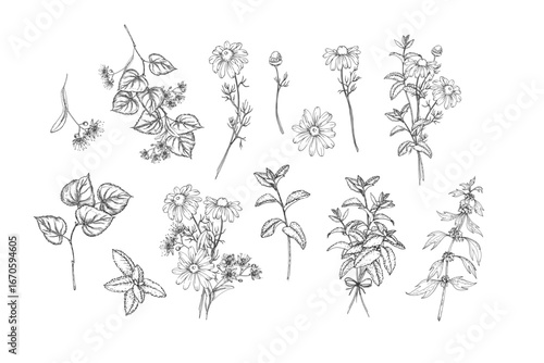 Calming herbs set of vector illustrations hand drawn in ink. Graphic images of chamomile, mint, linden and motherwort. Elements for design of herbal tea and aromatic oils