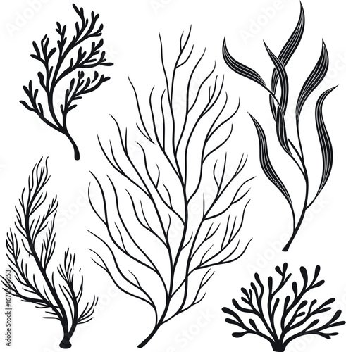 "Elegant black seaweed and coral silhouette illustration. Underwater marine plants design for ocean themes and decorative projects. Botanical aquatic elements for nature artwork."