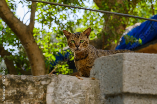 Canvas-taulu Spotted stray cat resting on urban wall under tree shade