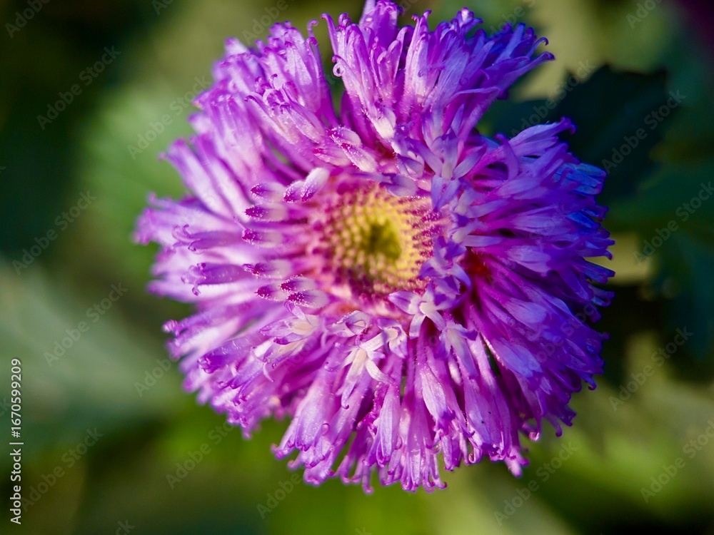 Obraz premium captivating macro photo of a textured purple China Aster flower (Callistephus chinensis), highlighting its spiky, frayed petals and subtle yellow center.
