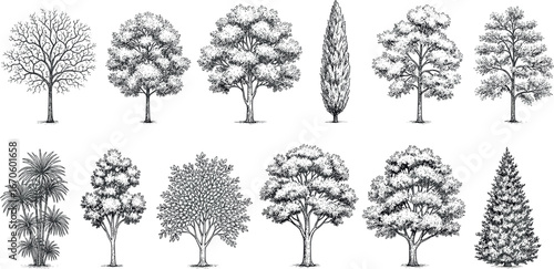 Collection of Detailed Black and White Tree Illustrations for Design Projects and Educational Use