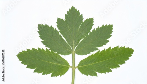 Close-up of a pinnately compound green leaf with serrated oval leaflets arranged symmetrically along a central stem, isolated on white background.