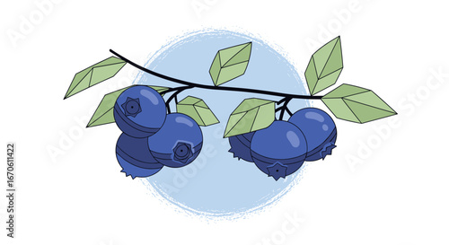 Ripe blueberries freshly picked from the bush detailed illustration with blue background