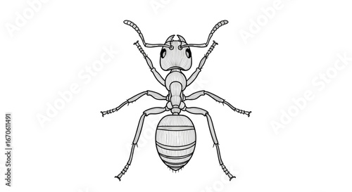 Detailed outline drawing of an ant with intricate patterns on its body and legs for artistic projects and educational purposes