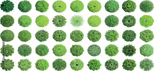 Green Canopy Array An Overhead View of Diverse Tree Crowns for Urban Planning