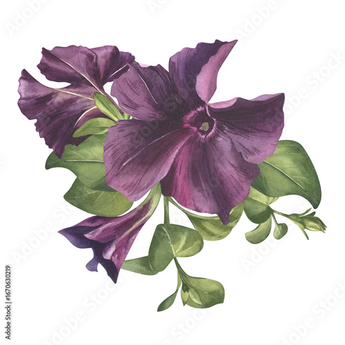 Purple flowers, buds and greenery watercolor illustration. Black petunia flower frame for spring card. Garden plant flower clip art for wedding invitation. Botanical illustration for floral design