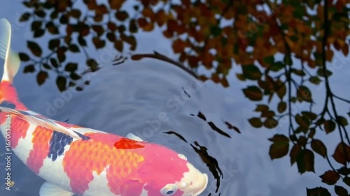 水面に映る紅葉と優雅に泳ぐ鯉、日本庭園を泳ぐ錦鯉のスローモーション映像