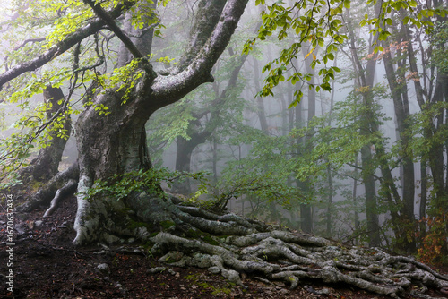 Wild beech forest in the mountains in foggy weather. Old beech with exposed root system.