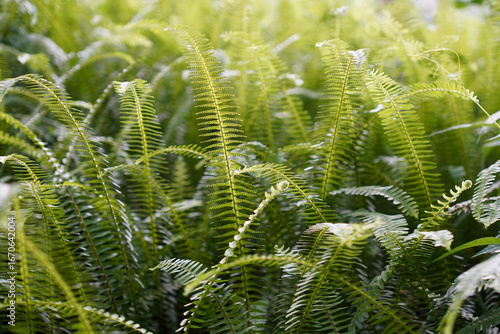 close up of a fern