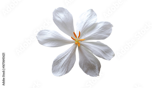 Wallpaper Mural Closeup of a beautiful white crocus flower isolated on transparent background Torontodigital.ca