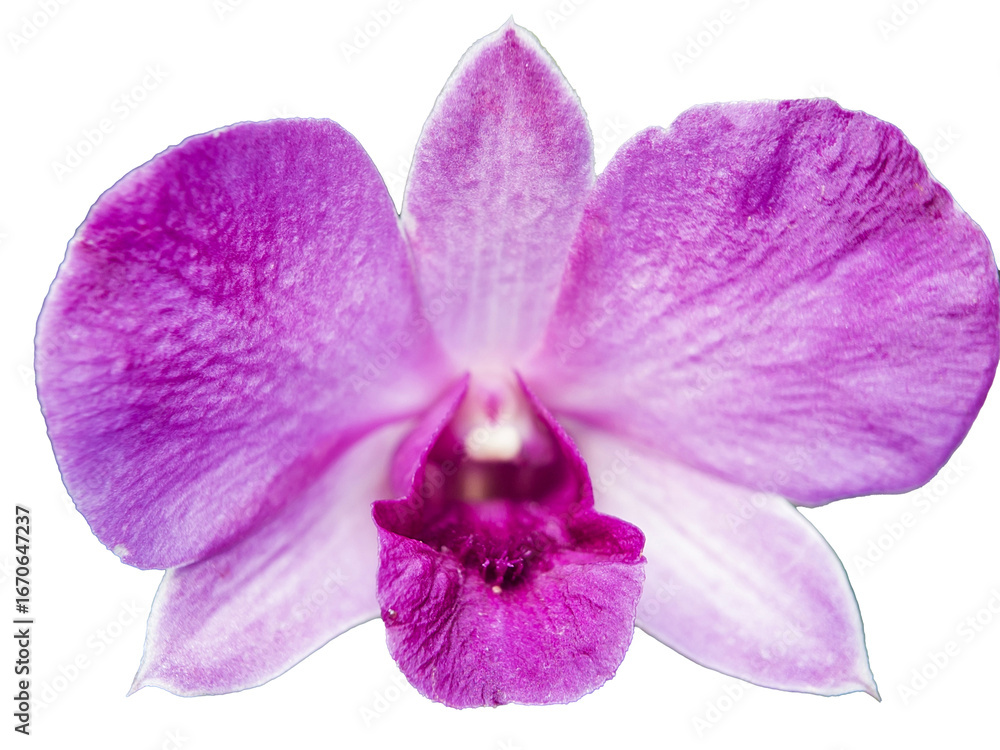 Obraz premium close-up of a single purple orchid flower with a striking white and deep magenta center, isolated on a clean background.