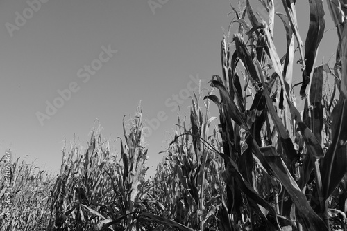 Corn field in black and white on Ohio farm during fall season, copy space on background.
