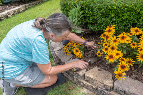 Foto Woman Doing Landscaping and Planting New Rudbeckia Plant in he Flower Bed