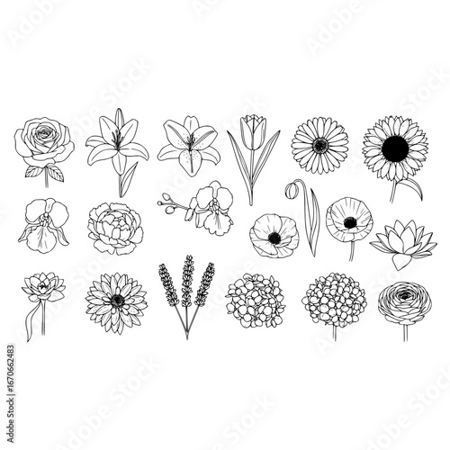 Botanical line art floral illustration with rose lily tulip sunflower lavender peony and orchid design 100