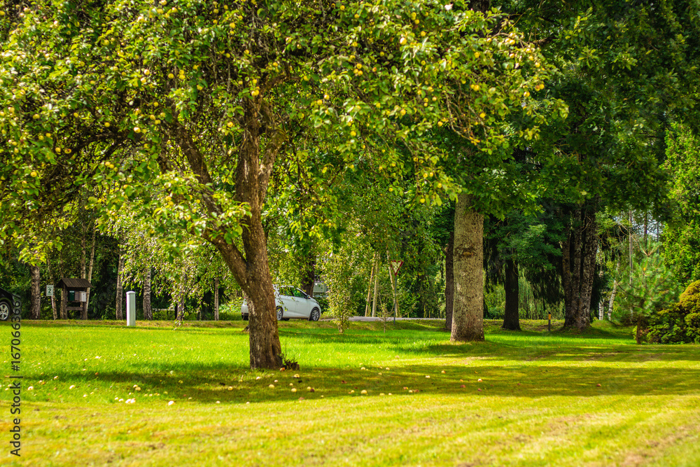 Fototapeta premium Lush green apple tree in a sunlit park, surrounded by grass and scattered fallen apples, creating a peaceful natural scene.