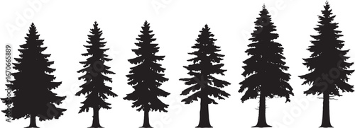 Silhouettes of various evergreen trees in a forest